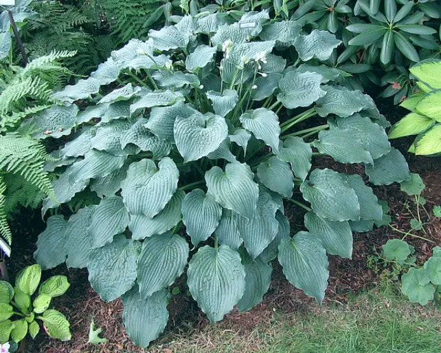 Ice Prancer Hosta