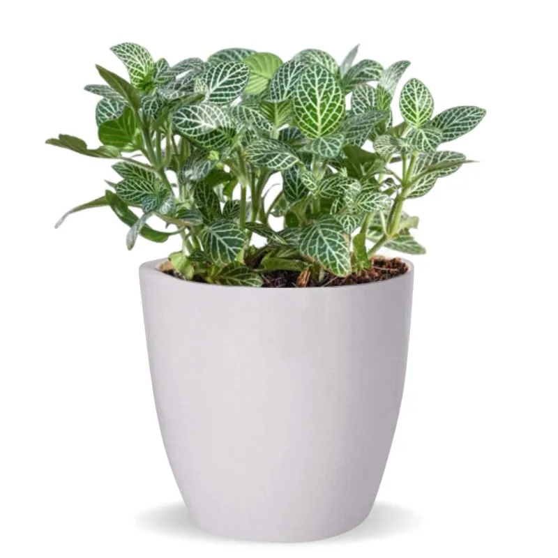 Modern Artistry Ceramic Planter Pot