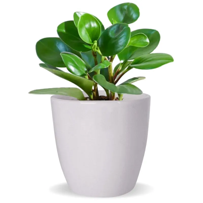 Modern Artistry Ceramic Planter Pot