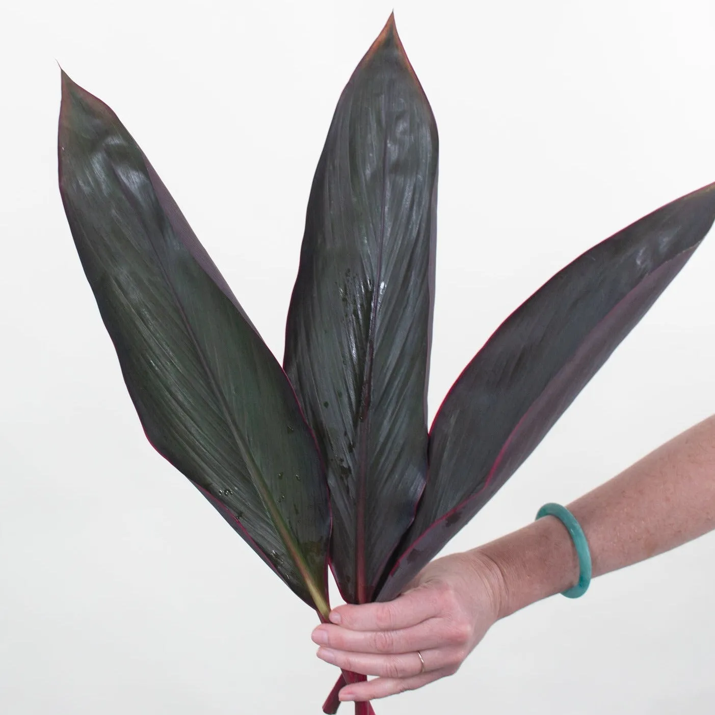 Pink Edge Cordelyn Leaves Greenery