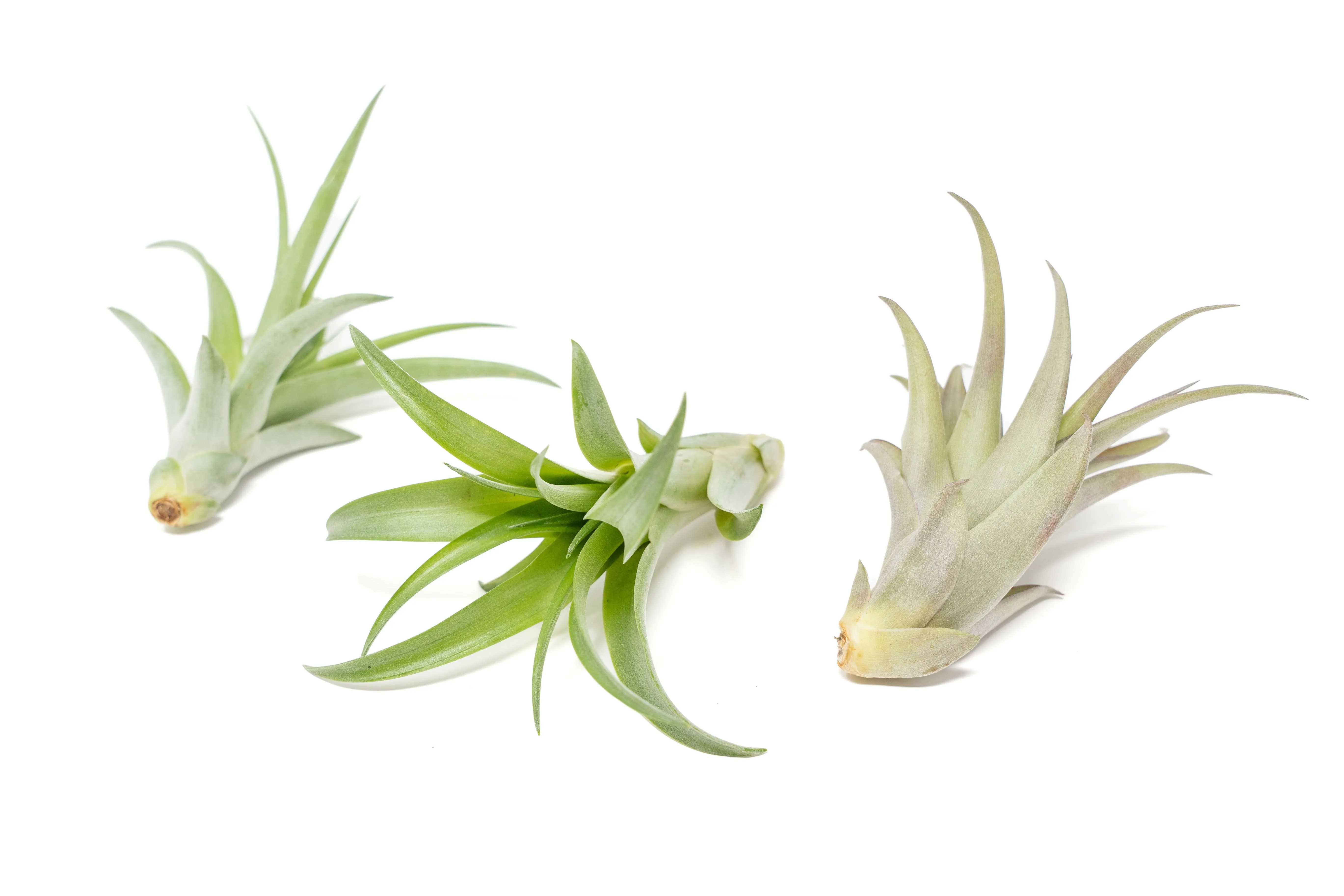 Wholesale - Tillandsia Abdita Air Plants